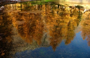 alberi, acqua, riflesso, lago, autunno, riflessi, cielo
