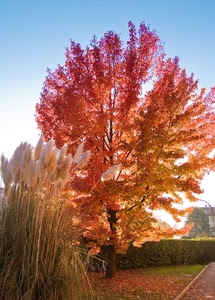 autunno, foglie, albero, rosso, siepe, cespuglio, cielo, rami, piante