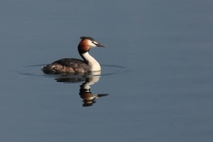 riflesso, acqua, uccello, becco, lago, cerchio, svasso, papera, animale
