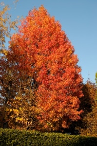 albero, foglie, autunno, rosso, siepe, cielo, colori, natura