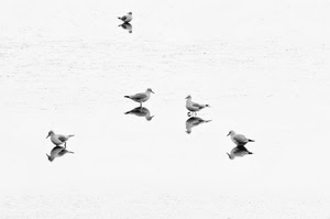 uccelli, bianconero, cinque, riflessi, riflesso, acqua, animali, minimalismo, gabbiani