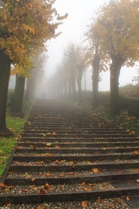 nebbia, foglie, alberi, scalinata, autunno, gradini, scala, scalini, salita