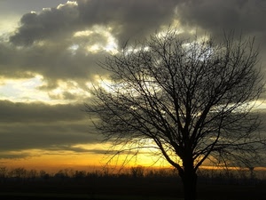 nuvole, albero, tramonto, rami, controluce, cielo