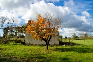 nuvole, cielo, albero, prato, rudere, erba, verde, campagna, foglie, rami, alberi, paesaggio, muro, colori