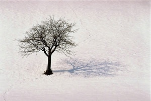 ombra, albero, rami, neve, bianco, inverno