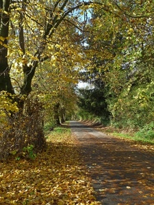 alberi, strada, foglie, autunno, verde, giallo, rami, sentiero, viale, bosco