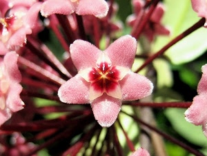 rosa, fiore, petali, macro, pistilli, fiori, steli, pianta, cinque, petalo, corolla, pistillo