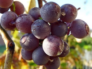 uva, grappolo, viola, acini, frutta, autunno, gocce, chicchi, ramo, rugiada, nera