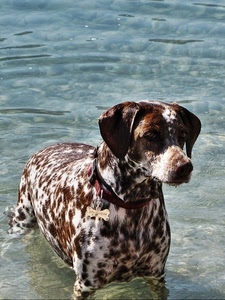 cane, acqua, mare, orecchie, collare, maculato, muso, marrone, bagno, animale