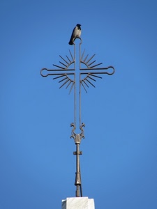 croce, cielo, uccello, ferro, azzurro, corvo, cornacchia