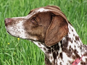 cane, erba, naso, animale, verde, bianco, muso, occhio, marrone, orecchie, pelo, collare, orecchio, sfocato, maculato, occhi, natura, macchie
