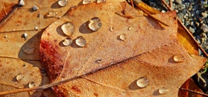 gocce, foglie, autunno, acqua, venature, giallo, macro, marrone, nervature