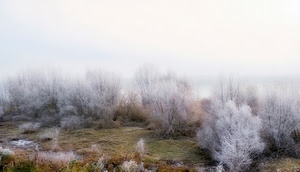 nebbia, brina, inverno, alberi, bianco, arbusti, prato, freddo, cespugli, gelo, brughiera
