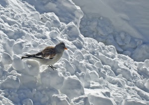 neve, uccello, becco, bianco, inverno, zampe, piume, bianca