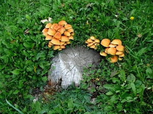 funghi, verde, erba, tronco, prato, foglie, bosco