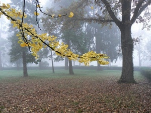 foglie, nebbia, autunno, alberi, ramo, giallo, parco, albero