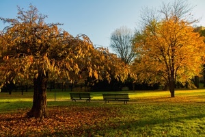 panchine, alberi, autunno, foglie, parco, prato, verde, giallo, giardino, piante
