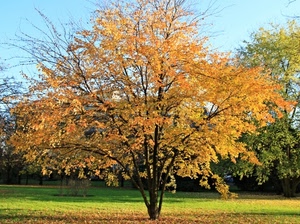 albero, foglie, autunno, prato, giallo, rami, alberi, giardino