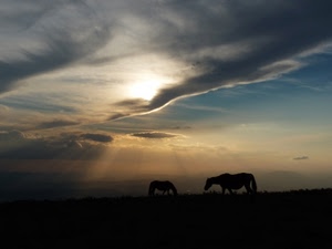 cavalli, nuvole, due, raggi, controluce, animali, tramonto, cielo, sole