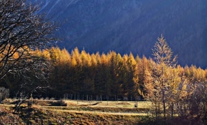 alberi, autunno, giallo, bosco, rami, montagna, abeti, recinzione