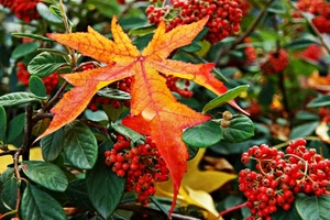foglie, bacche, rosso, verde, foglia, arancione, rossi, giallo, autunno, frutti, pianta