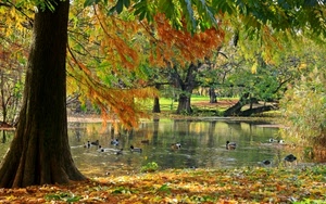 foglie, autunno, lago, alberi, anatre, acqua, laghetto, papere, piante