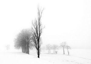 alberi, neve, inverno, nebbia, bianco, rami, bianconero, nero, paesaggio, viale, foschia