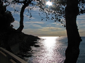 mare, controluce, alberi, riflesso, sole, acqua, albero, nuvole, cielo, costa