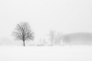 neve, bianco, nebbia, alberi, inverno, albero, bianconero, foschia
