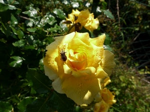 rosa, insetto, giallo, foglie, fiore, verde, rugiada