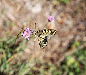 farfalla, fiore, ali, insetto, giallo, rosa, sfocato, verde, macro, fiori