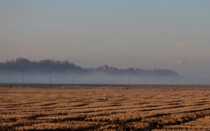 nebbia, campo, campagna, paesaggio, alberi, campi, castello, panorama, airone, uccello, foschia
