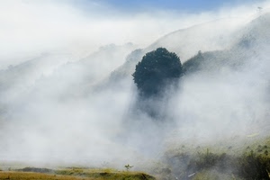 nebbia, verde, cielo, montagna, albero, montagne, bianco, erba, nuvole, foschia, azzurro, piante, alberi