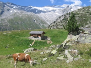 mucca, montagna, baita, albero, rocce, verde, montagne, pascolo