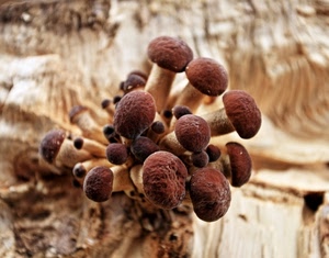 marrone, funghi, cappelle, gambi, legno, natura, tronco, cespo, chiodini, tanti, fungo, gruppo, cappelli