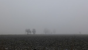 nebbia, alberi, campo, terra, campagna, inverno, silenzio, pianura, bianconero, foschia