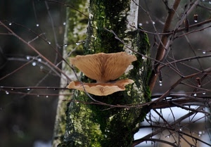 gocce, albero, fungo, rami, funghi, tronco, muschio, acqua, verde, rametti, pioggia