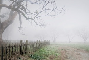 nebbia, rami, alberi, staccionata, albero, erba, campo