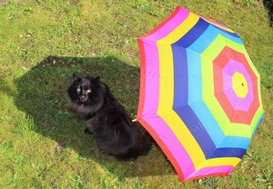 ombrello, gatto, ombra, prato, multicolore, animale, erba, nero, colori