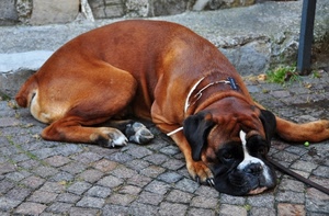 cane, muso, zampe, animale, marrone, orecchie, guinzaglio, strada, porfido, animali, coda, bianco, riposo, occhi, sdraiato