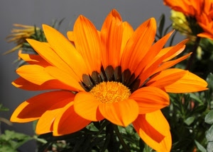 fiore, petali, arancio, foglie, giallo, arancione, verde, pistilli, macro