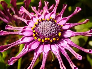 fiore, petali, giallo, corolla, rosa, verde, pistilli, macro, natura, stami, foglie, fucsia