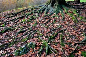 radici, foglie, albero, autunno, verde, bosco, secche, tronco, muschio