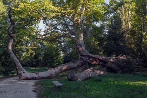 tronco, albero, panchina, alberi, verde, erba, foglie, prato, caduto, rami, bosco