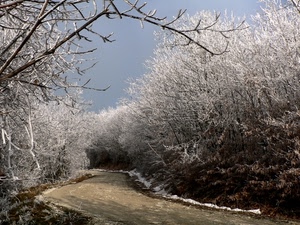 strada, alberi, neve, rami, inverno, cielo