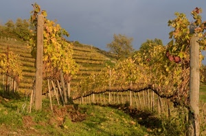 viti, foglie, vigneto, pali, autunno, vigna, uva, campagna, collina, giallo, filari