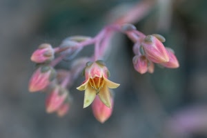 rosa, petali, macro, fiori, fiore, bocciolo, boccioli, sfocato, ramo, giallo