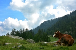 mucca, alberi, nuvole, montagna, verde, prato, rocce, animale
