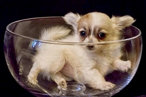 cane, vetro, ciotola, coppa, orecchie, occhi, cucciolo, piccolo, bianco