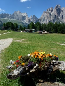 fiori, prato, montagna, montagne, case, alberi, tronco, panorama, dolomiti